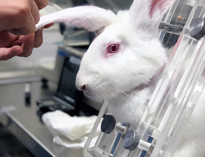 White rabbit being used in laboratory testing